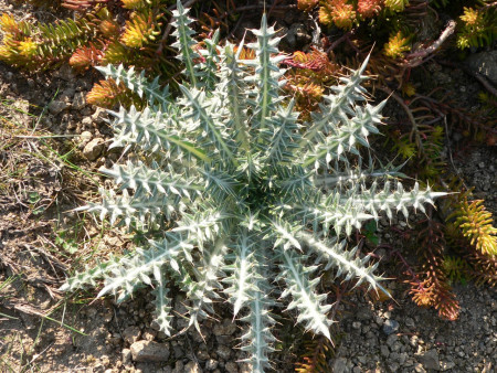 Cirsium diacanthum